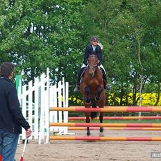 Hollandsk Varmblod Orlando "Olle" -maria