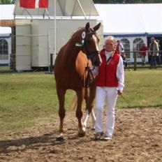 Dansk Varmblod Kasandra Ditlev