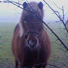 Islænder Fengur fra søvang