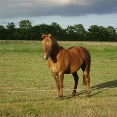 Islænder Fengur fra søvang