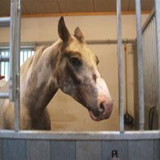 Anden særlig race leifi