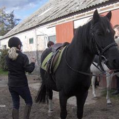 Welsh Cob (sec D) lisanja (gammel-part)