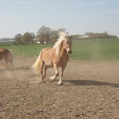 Tyroler Haflinger April (min mor's)