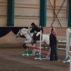 Knabstrupper Lafú *Solgt*