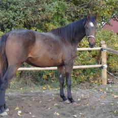 Dansk Varmblod It's A Star >Solgt<