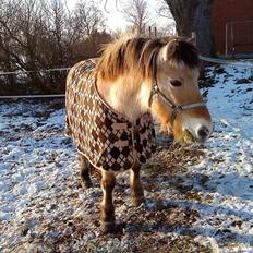 Fjordhest Tulle*Byttet*