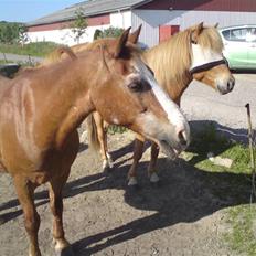Anden særlig race Mazda