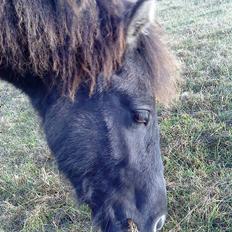 Islænder Askja fra stutteri Sonne