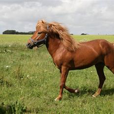 Islænder Darri - solgt