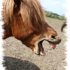 Islænder Darri - solgt