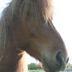 Islænder Darri - solgt