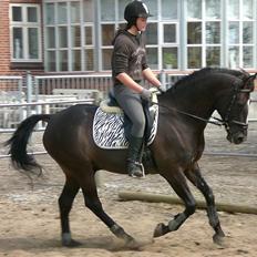 Anden særlig race Walter