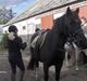 Welsh Cob (sec D) lisanja (gammel-part)