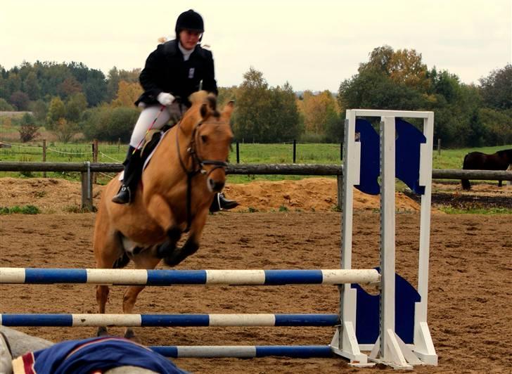 Anden særlig race Seven - woow vi kan sprine : foto daddie billede 17