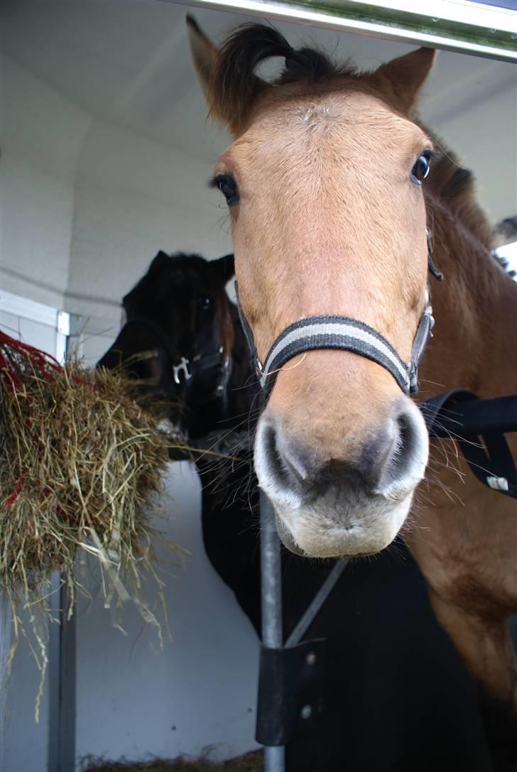 Anden særlig race Seven - : foto daddie/far billede 19