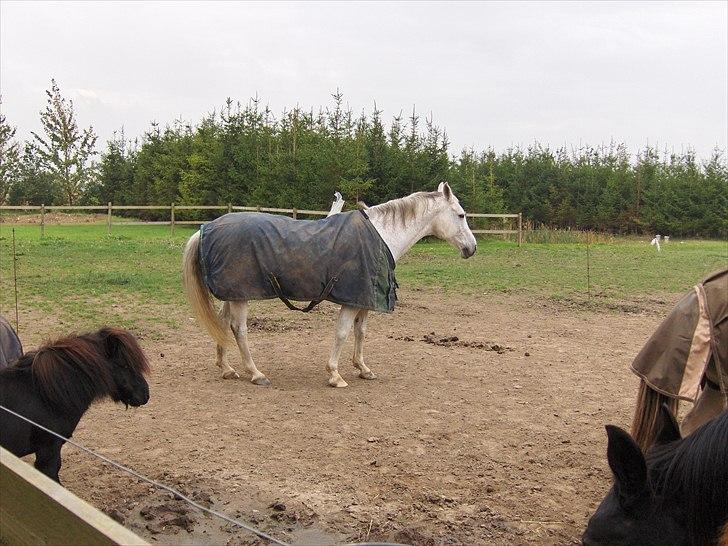 Anden særlig race Unihorse Zar RIP d.6/4-10 billede 8