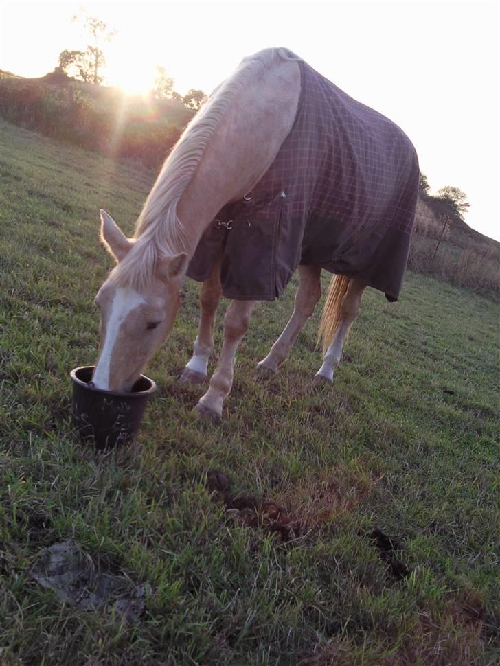 Anden særlig race Mulle billede 8