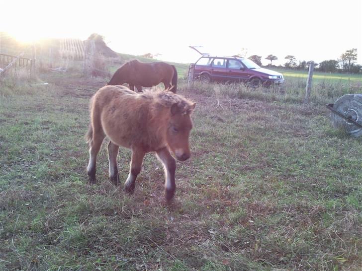 Islænder Edda fra Sandsbjerggård billede 9