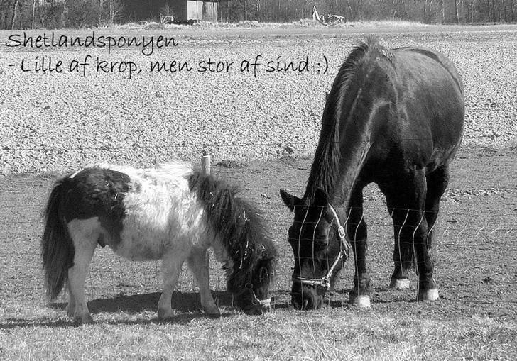 Shetlænder Østervangs Malte M. ***SOLGT*** billede 5