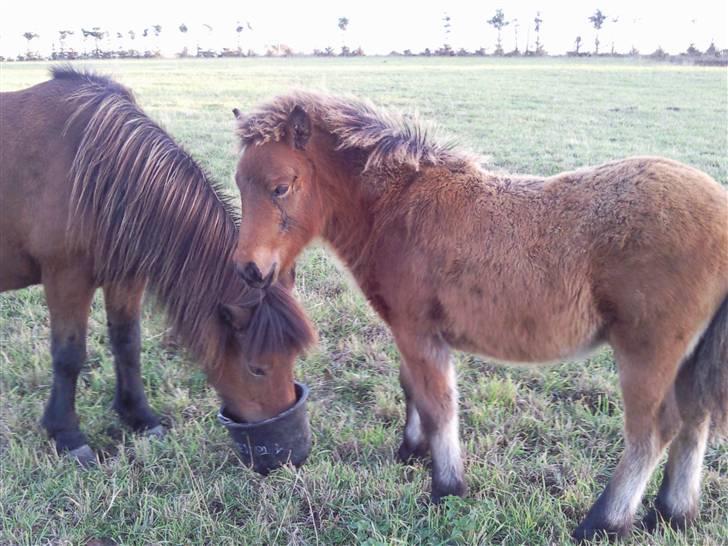 Islænder Edda fra Sandsbjerggård billede 10