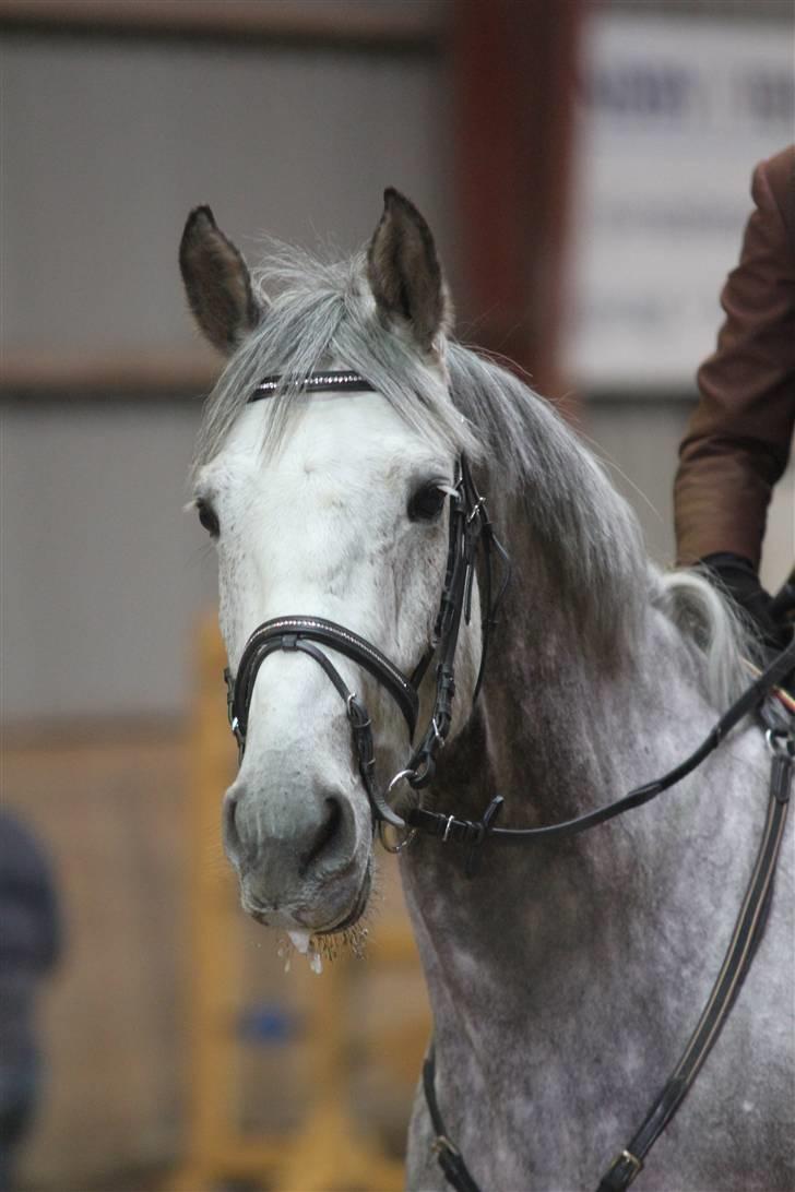 Anden særlig race Loughnatousa Inksy billede 2