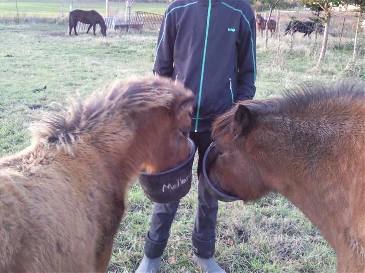 Islænder Edda fra Sandsbjerggård billede 11