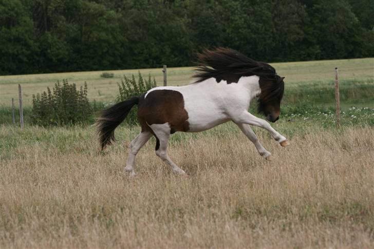 Shetlænder Østervangs Malte M. ***SOLGT*** billede 6