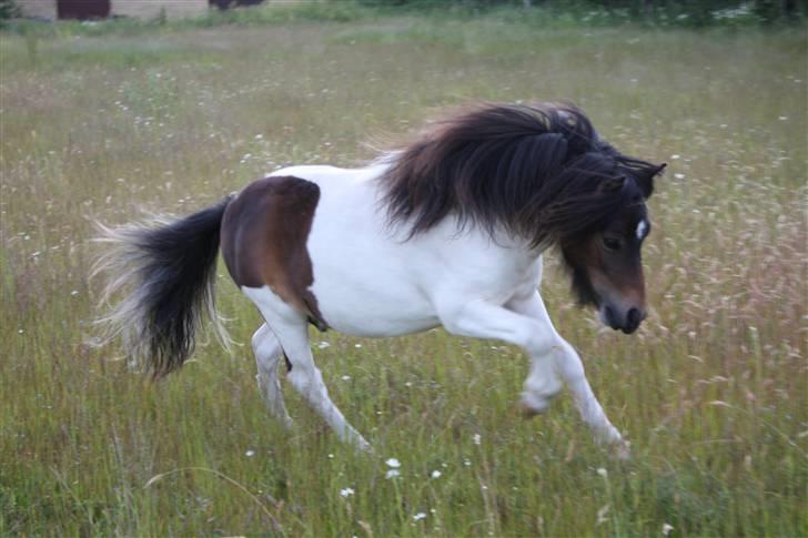 Shetlænder Østervangs Malte M. ***SOLGT*** billede 7