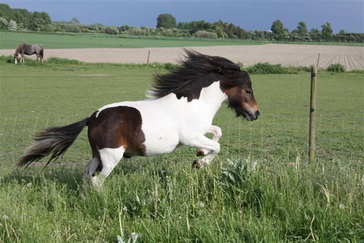 Shetlænder Østervangs Malte M. ***SOLGT*** billede 8