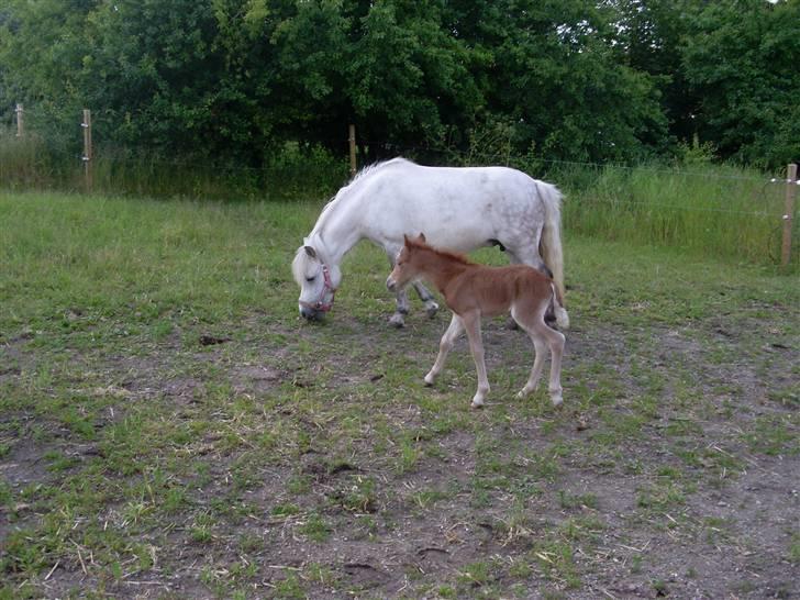 Anden særlig race Beauty Surprice  solgt billede 13
