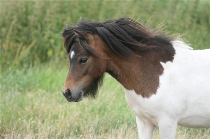 Shetlænder Østervangs Malte M. ***SOLGT*** billede 10