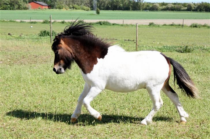 Shetlænder Østervangs Malte M. ***SOLGT*** billede 11