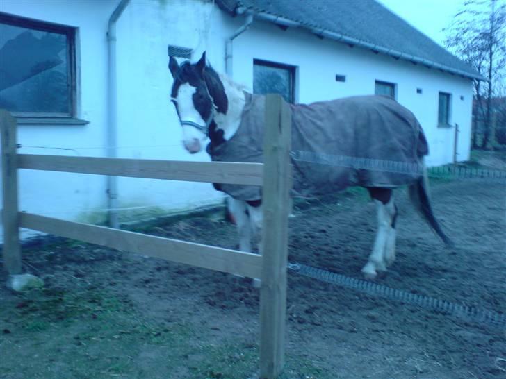 Pinto | Iszpan. billede 11