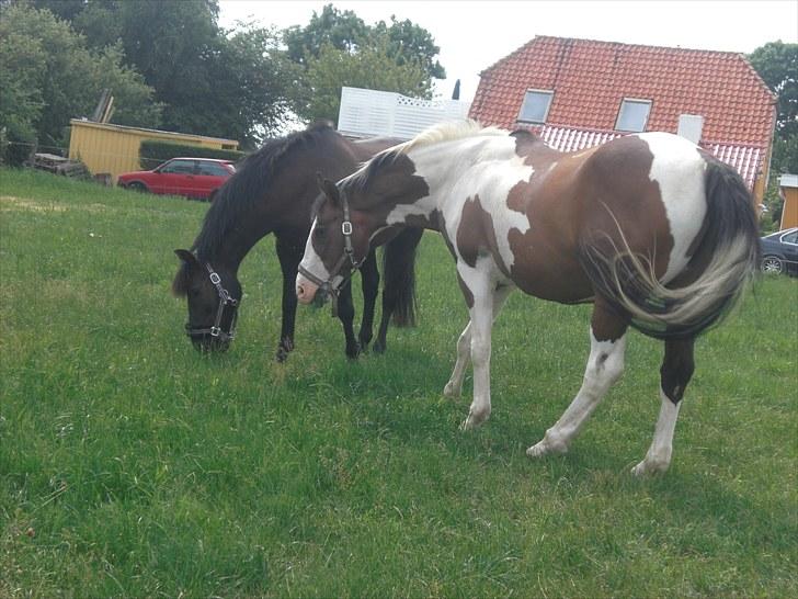 Pinto | Iszpan. - Iszpan og Chupper med begge deres græs vomme :) billede 12