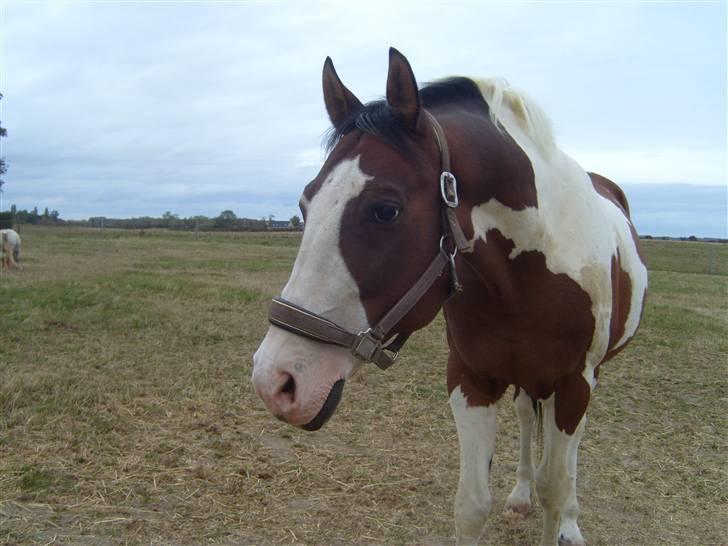 Pinto | Iszpan. billede 13