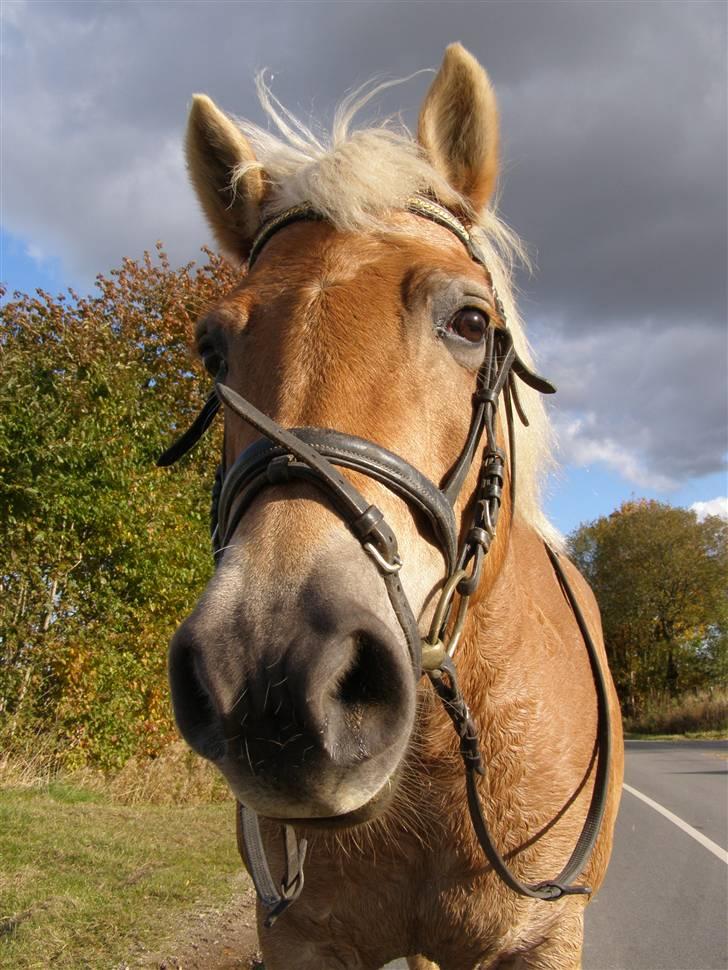 Haflinger Donmira TIDLIGER hel-part - Velkommen til Donmira´s profil    =D  billede 1