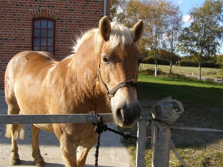 Haflinger Donmira TIDLIGER hel-part - Mira <3 billede 2