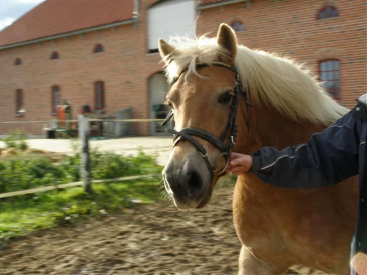 Haflinger Donmira TIDLIGER hel-part - <3 :) billede 3