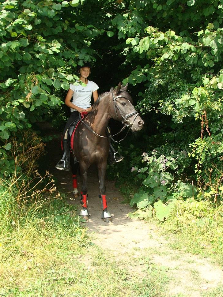 Anden særlig race Pakito - SOLGT - Velkommen til min stjerne ponys profil! billede 1