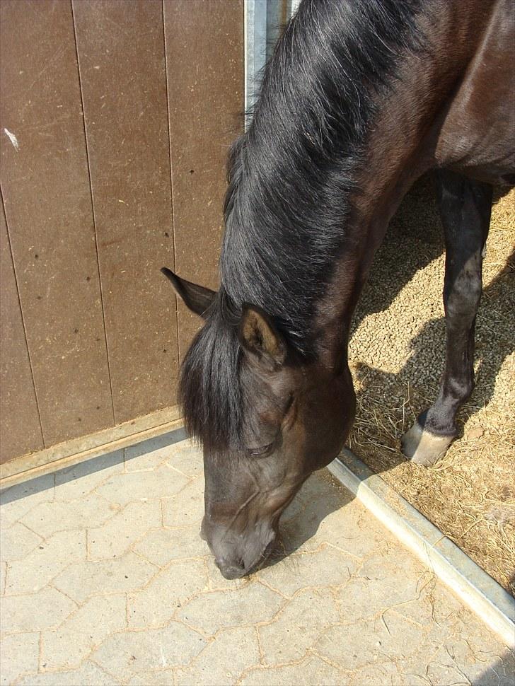 Anden særlig race Pakito - SOLGT - når skitto syntes det er meget bedre på den anden side! billede 2