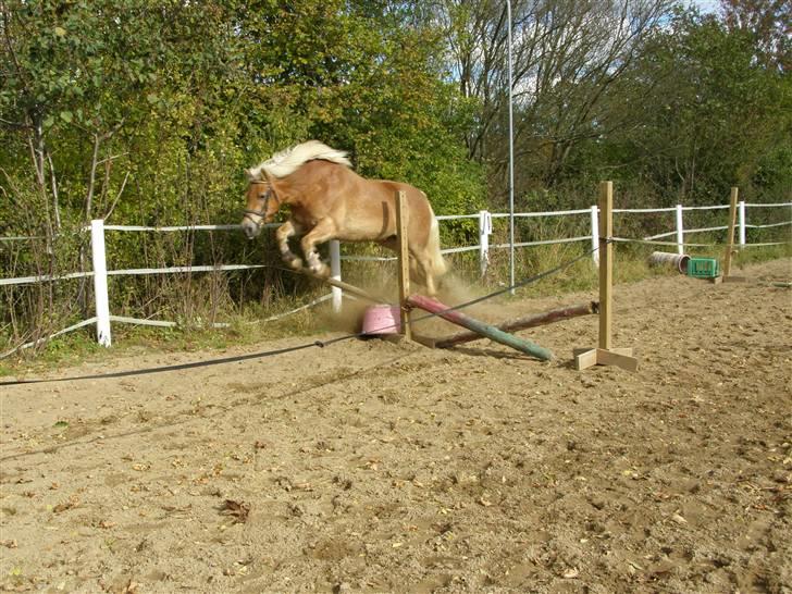 Haflinger Donmira TIDLIGER hel-part - Mira ville ikke springe krydset, men det spring hved siden af :D haha billede 4
