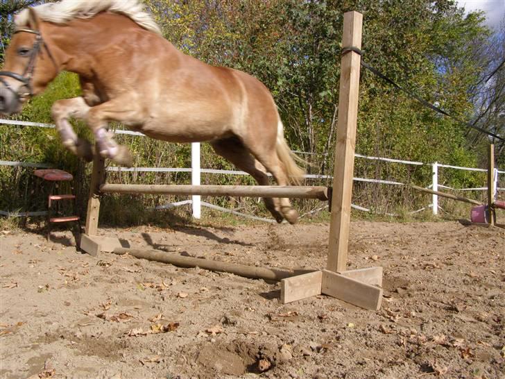Haflinger Donmira TIDLIGER hel-part - Mira bliver lyssprunget :b billede 6