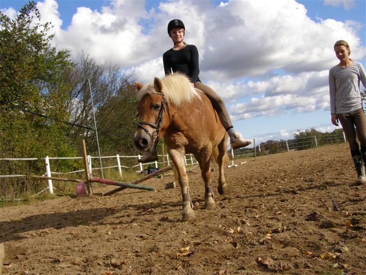 Haflinger Donmira TIDLIGER hel-part - Mig på Mira uden tøjler hehe <3 :) billede 7