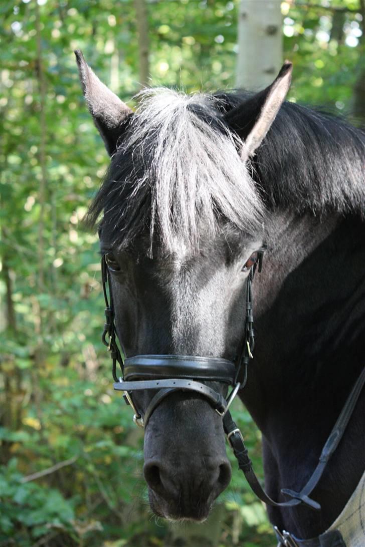 Anden særlig race Pakito - SOLGT - kitto billede 3