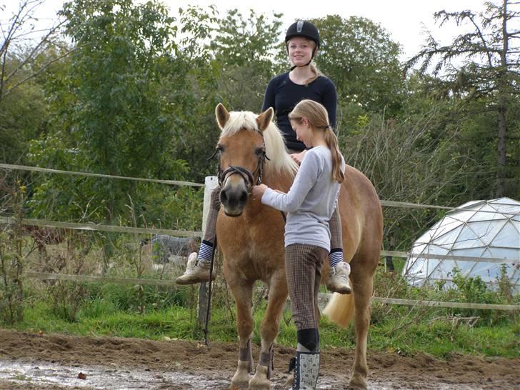 Haflinger Donmira TIDLIGER hel-part - Så skal der lige sættes tøjler på, for jeg skal lige prøve at springe lidt :D billede 8