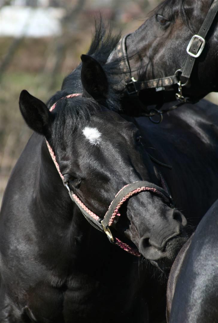 Dansk Varmblod Domingo - Dejligt med en bedste ven, der vil gnubbe igen! <3 Foto: Janie Sparrow billede 18