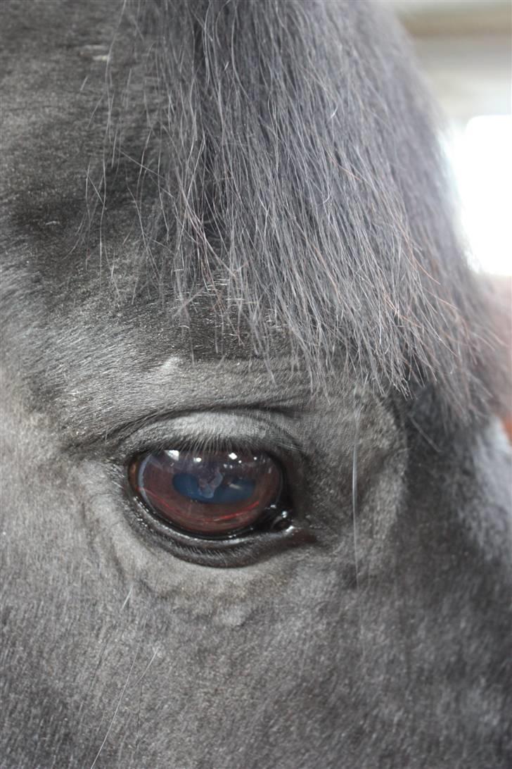 Anden særlig race Pakito - SOLGT - kitto billede 4