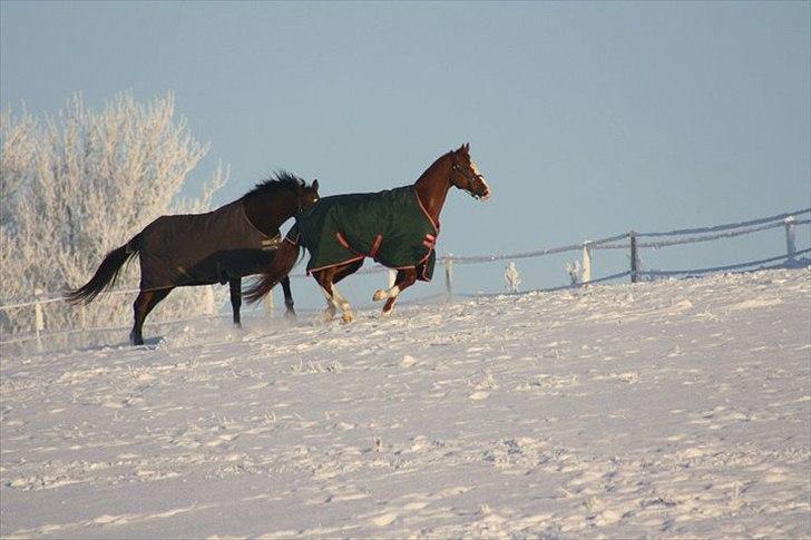 Anden særlig race Sierra (Milton) - Mille og tramse i sne <3 dejlig juleferie hos hest i vand! :) billede 11
