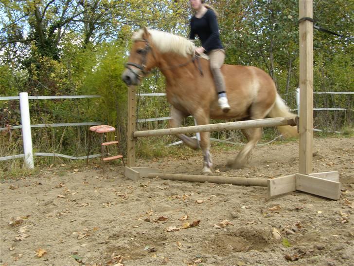 Haflinger Donmira TIDLIGER hel-part - Mig der springer på Mira <3 billede 9