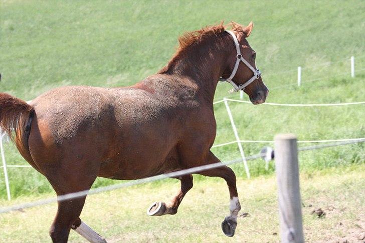 Anden særlig race Sierra (Milton) - Fuld galop på folden efter svømning :D der er gang i mille :D  billede 12